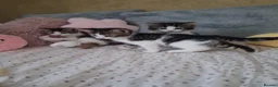 British Shorthair cats for sale: British Shorthair kittens - Advert 9