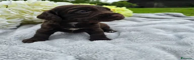 Cocker Spaniel 3