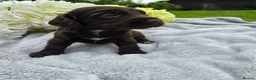 Cocker Spaniel dogs for sale: Farm raised working cocker spaniel puppies  - Advert 5