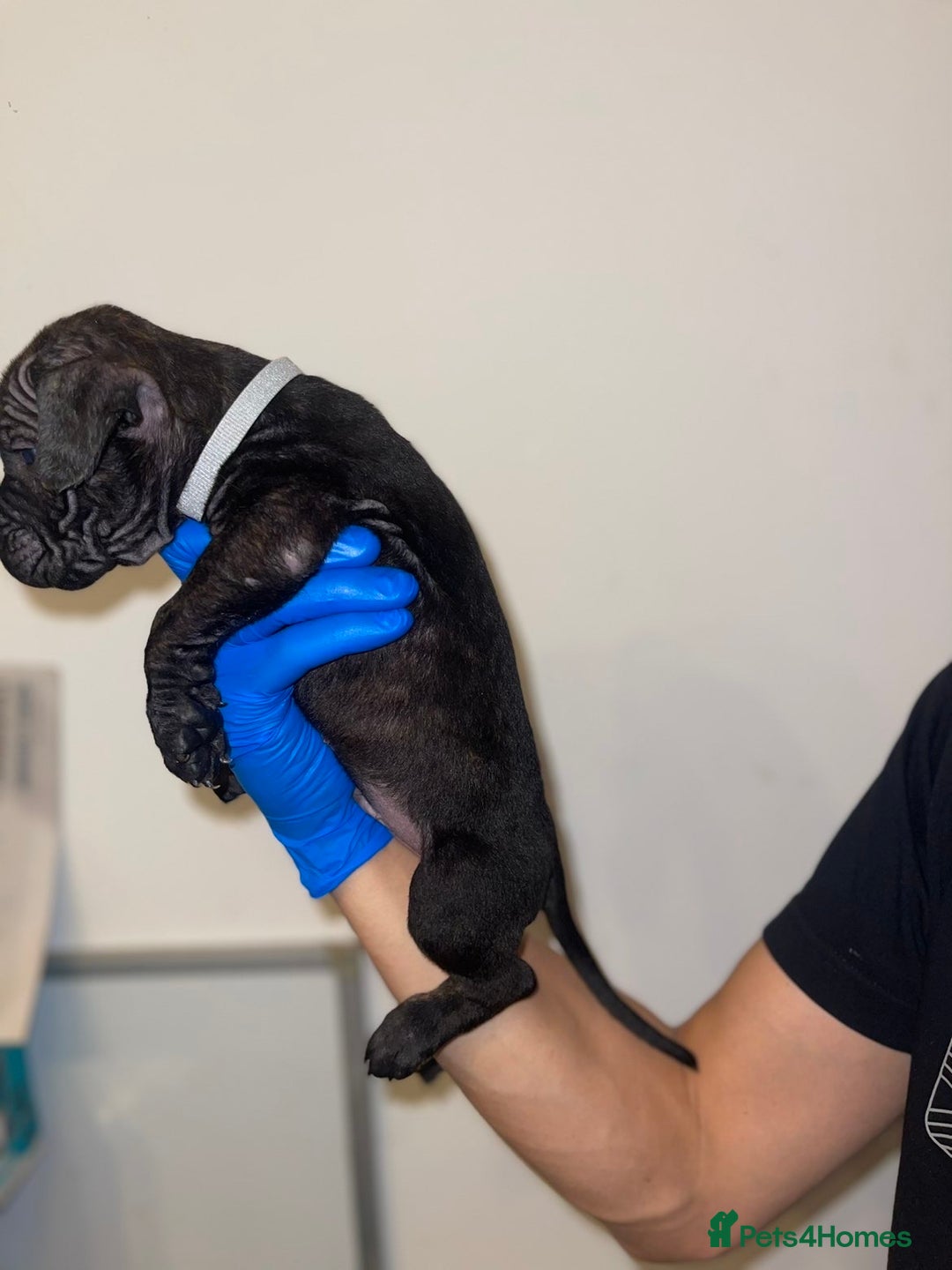 Presa Canario dogs for sale: Presa Canario Puppies for Sale - Image 11