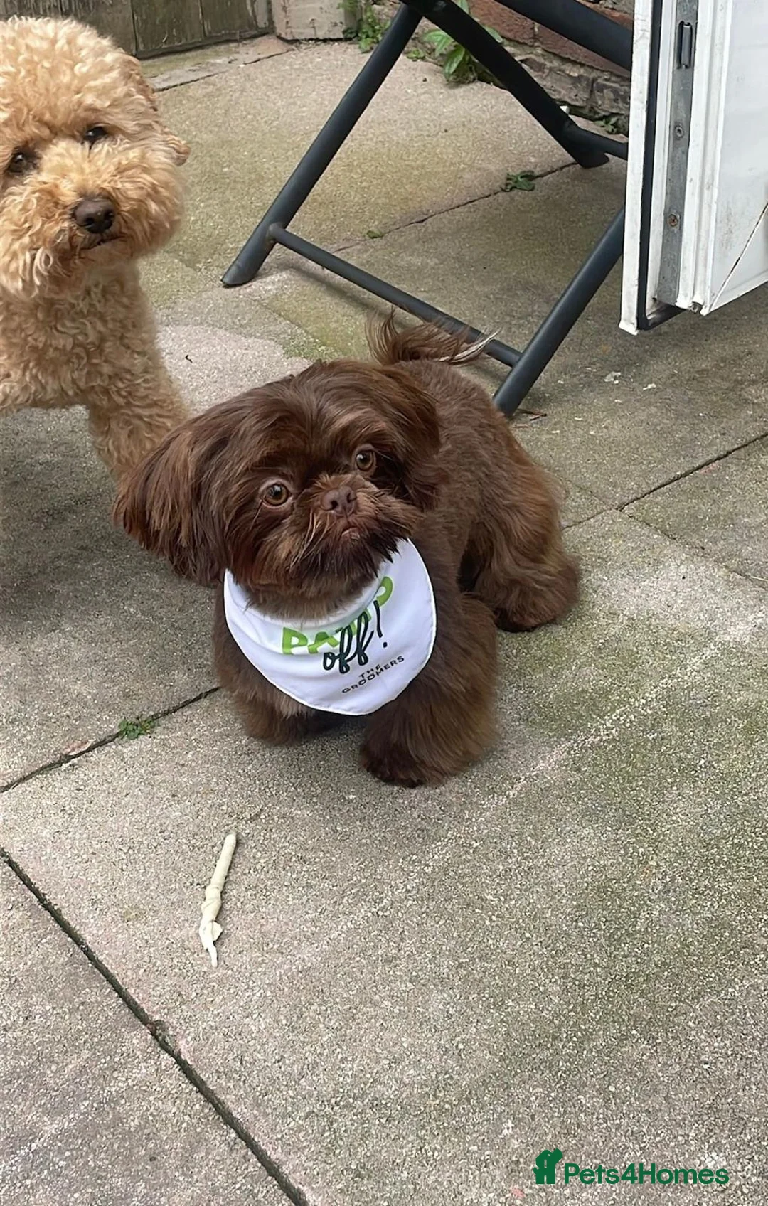 Shih Tzu dogs for sale: CHOCOLATE KC REG IMPERIALS BEST LINES 2 girls left - Advert 18