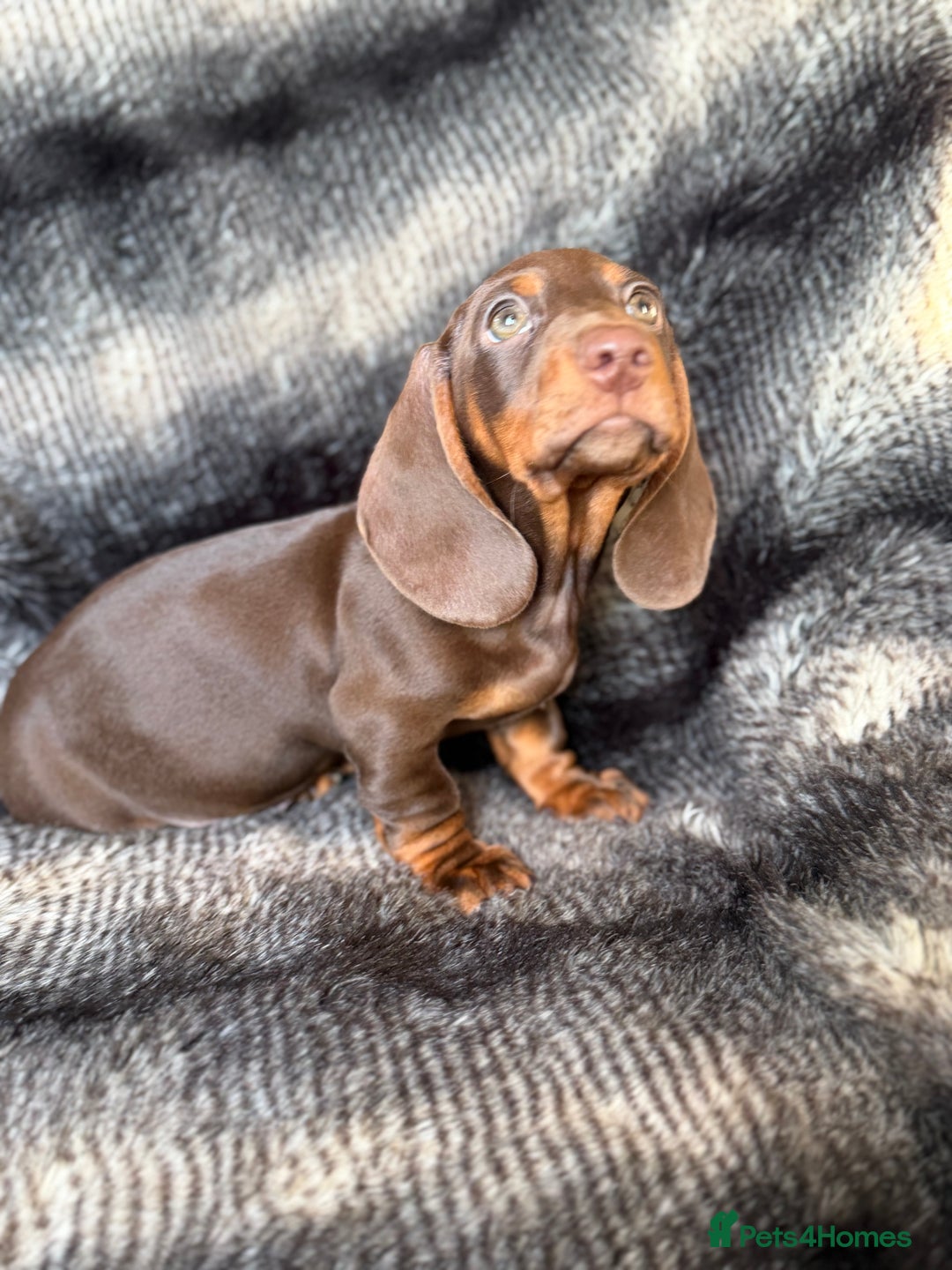 Miniature Dachshund dogs for sale: KC Registered Miniature Shorthaired Dachshund - Advert 6