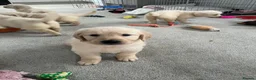 Golden Retriever dogs for sale: Golden retriever  - Advert 4