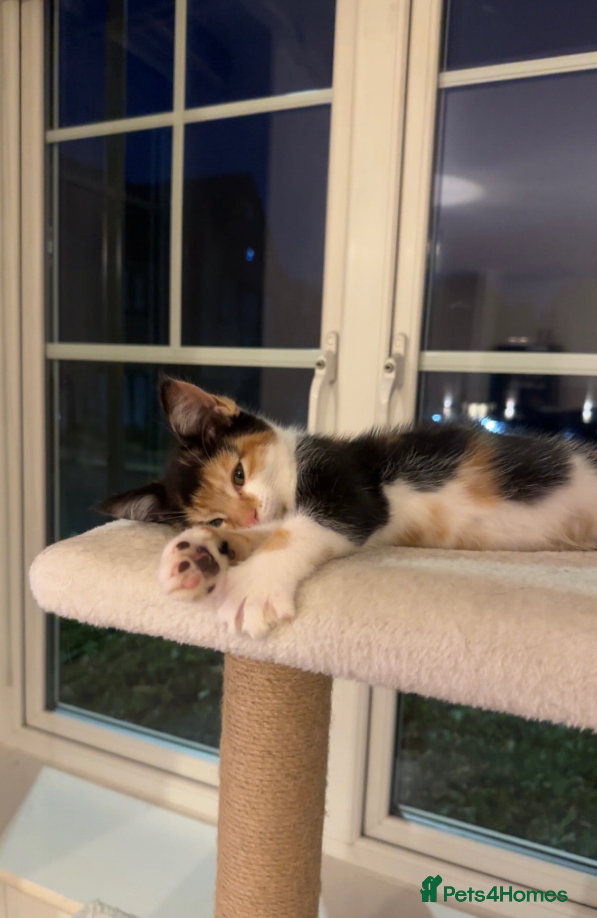 Mixed Breed cats Lola 14 weeks old  - Advert 6