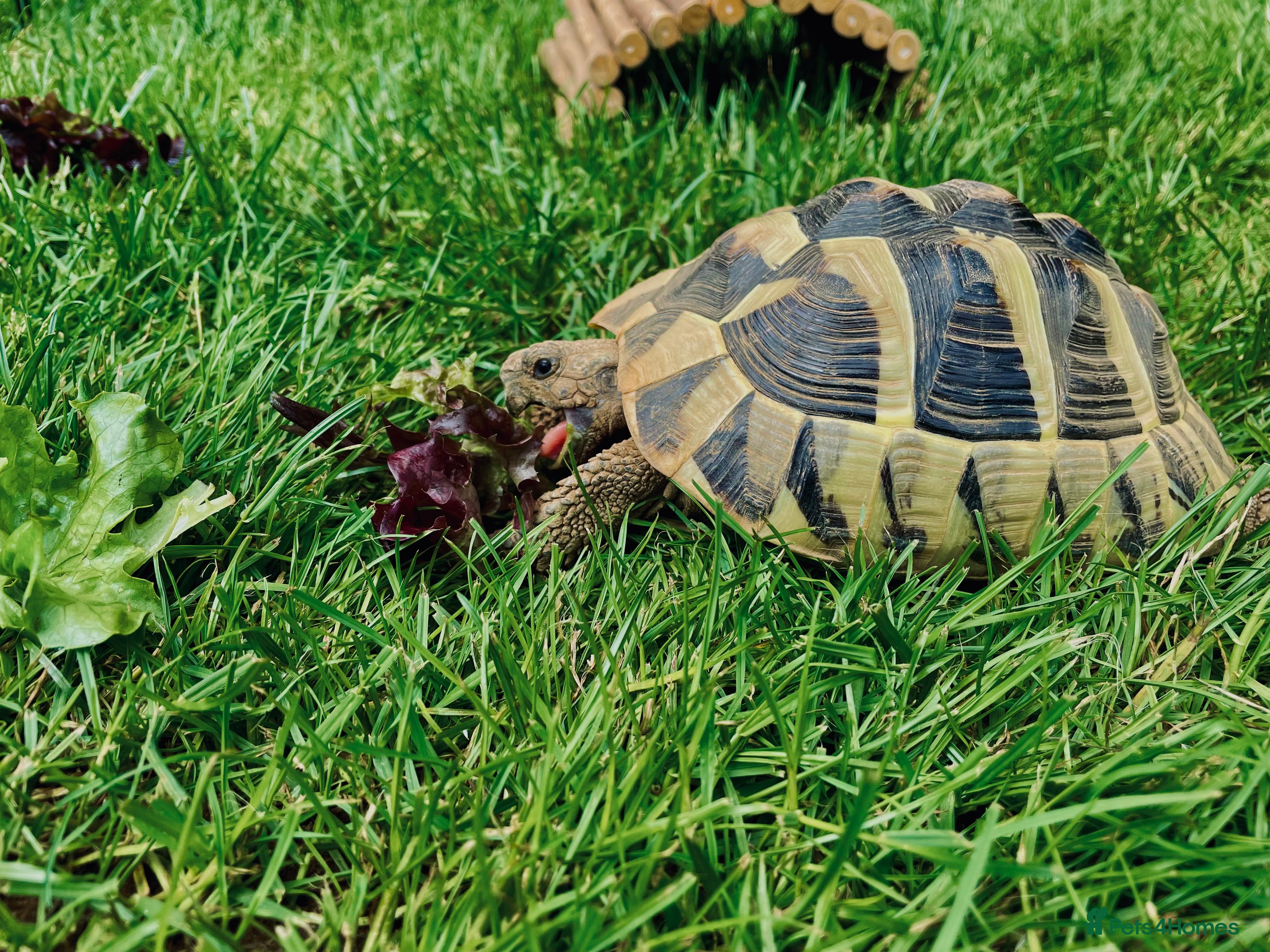Hermann Tortoise reptiles Herman Tortoise - Advert 1