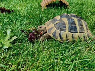Hermann Tortoise reptiles Herman Tortoise - Advert 19