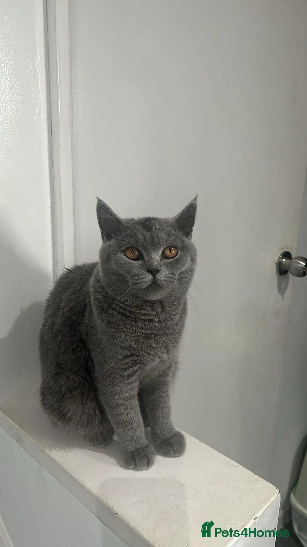Brazilian Shorthair cats for sale: British short hair in Leeds - Advert 1