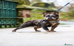 French Bulldog dogs for sale: Stunning fluffy Frenchie boys - Image 8