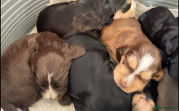 Cocker Spaniel dogs for sale: Kc show extensive health tests beautiful colours - Image 10