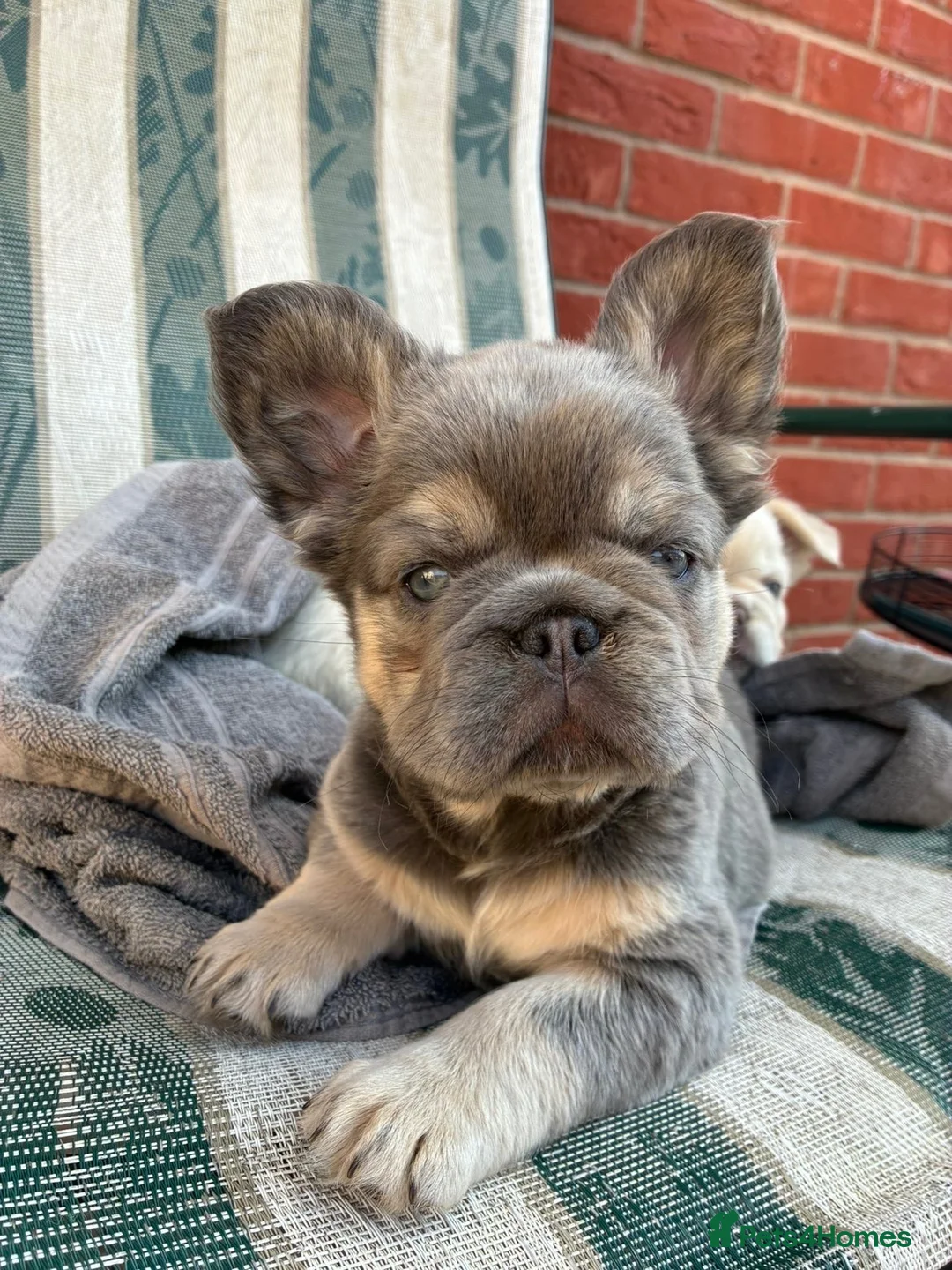 French Bulldog dogs for sale: Two little girls looking for new homes🩷 in Weston-super-Mare - Advert 2