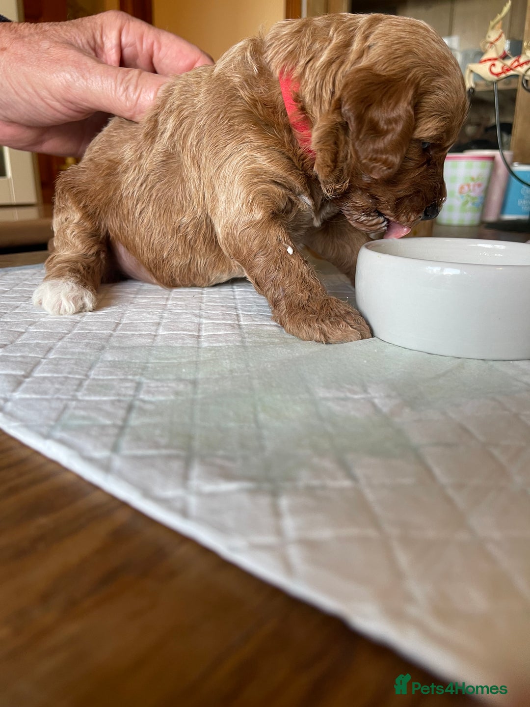 Australian Labradoodle dogs for sale: 100% Pure bred Australian Labradoodle - Advert 40