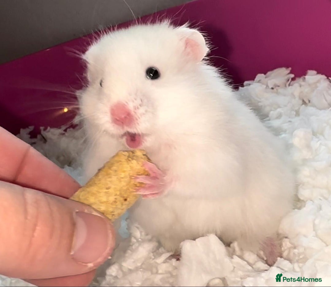 Hamster rodents for sale: Baby hamster - Image 13