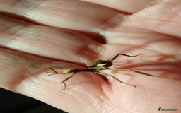 Praying Mantis invertebrates for sale: Mixed inverts mantis and more - Advert 6