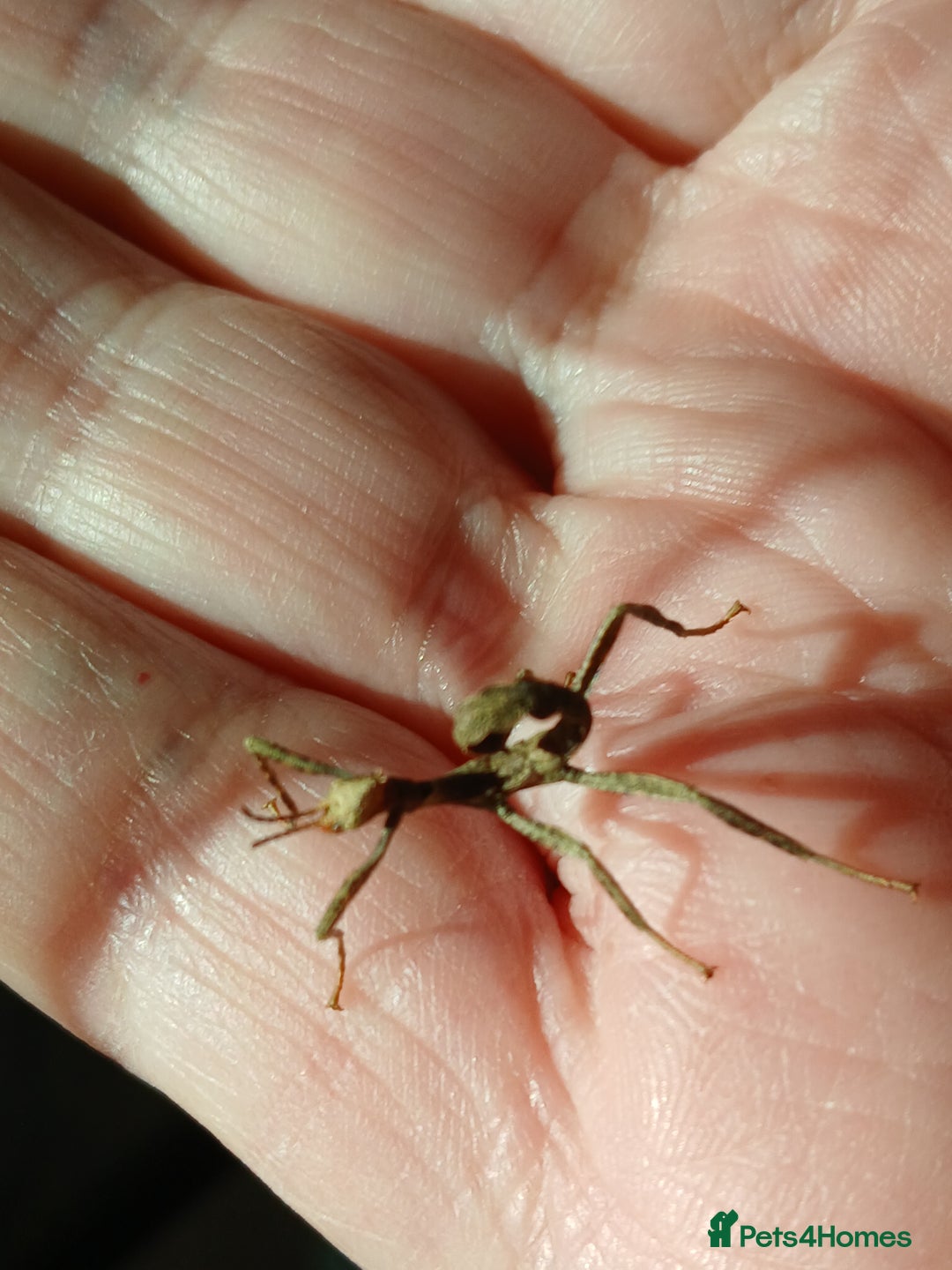 Praying Mantis invertebrates for sale: Mixed inverts mantis and more - Advert 6