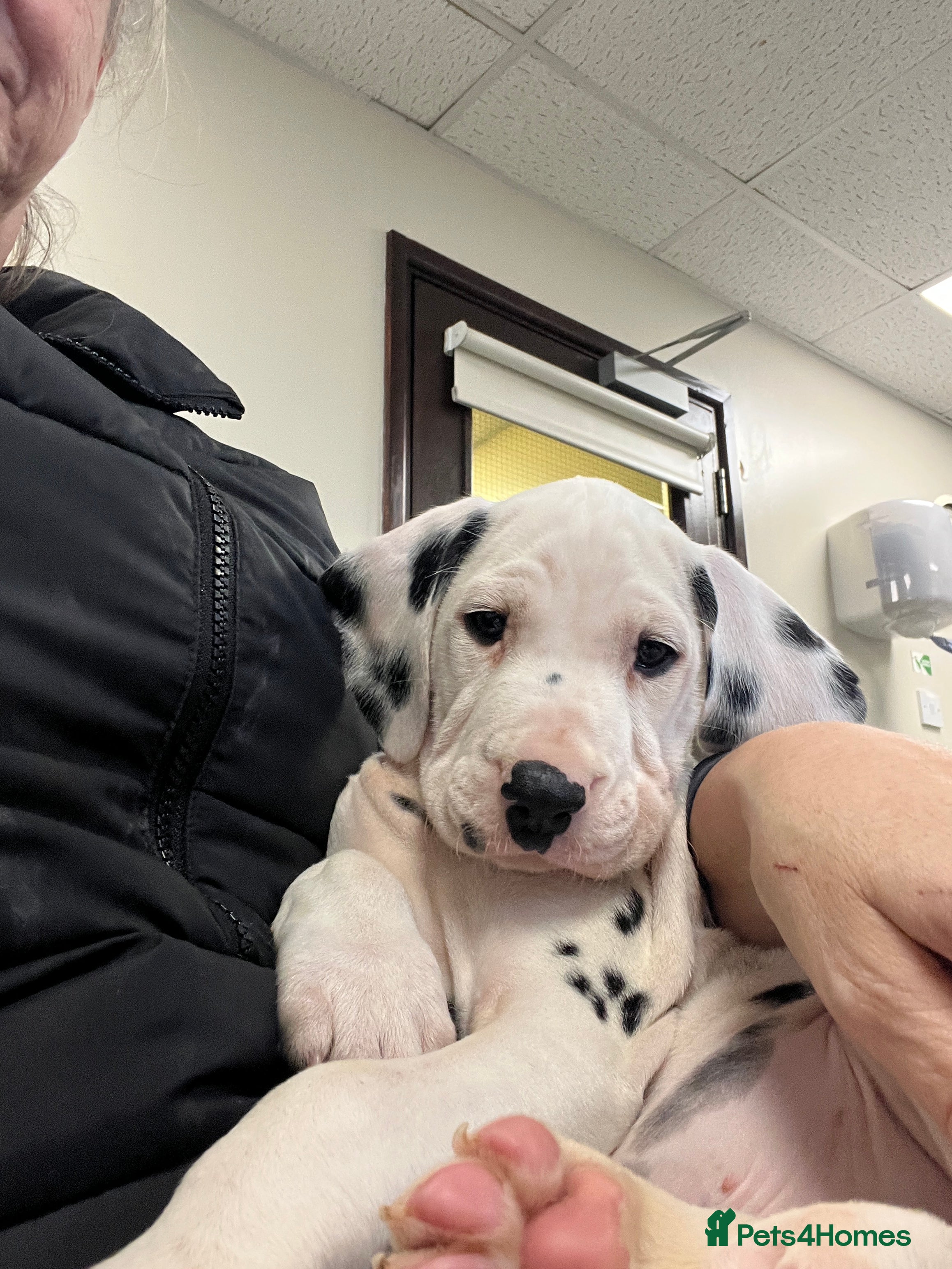 Dalmatian dogs Last boys looking for homes full hearing - Advert 2