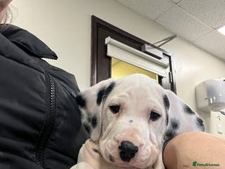 Dalmatian dogs Last boys looking for homes full hearing - Advert 2