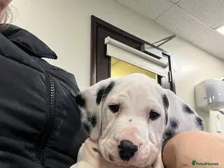Dalmatian dogs Last boys looking for homes full hearing - Advert 1