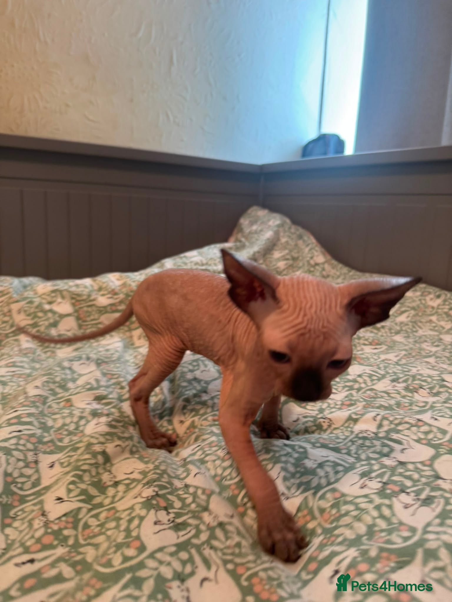 Sphynx cats Canadian sphynx kittens looking for home - Advert 12