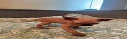 Sphynx cats for sale: Canadian sphynx kittens looking for home - Advert 23
