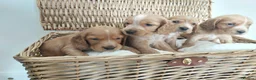 Cocker Spaniel dogs for sale: BEAUTIFUL COCKER SPANIEL PUPPIES - Advert 3