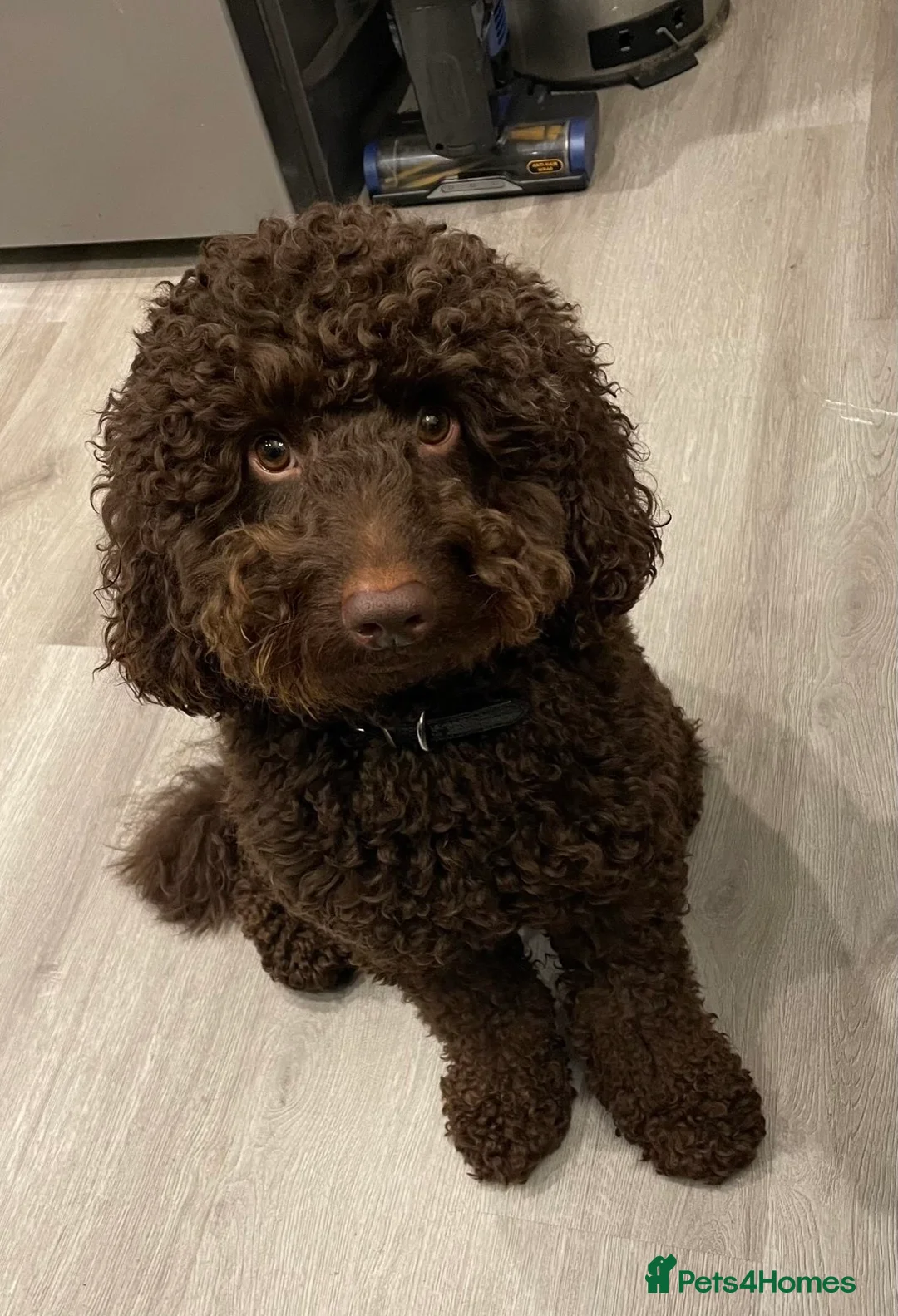 Cockapoo dogs for sale: 4 year old male cockapoo - Advert 4
