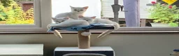 British Shorthair cats for sale: BSH Silver/Black Tipped Boys GCCF Registered  - Advert 6