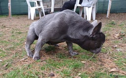 French Bulldog dogs for adoption: Meet BONNIE - a Lovely Girl, for a Loving Home - Image 5