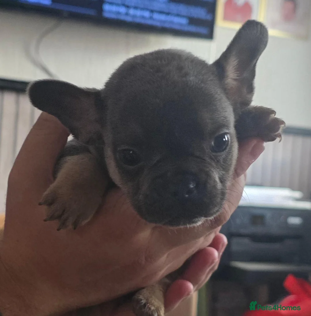 French Bulldog dogs for sale: French bulldog pups in Port Talbot - Advert 1