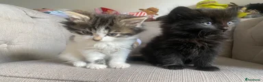 Black fluffy female