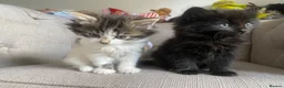 Mixed Breed cats for sale: Four beautiful kittens  in Swansea - Advert 2