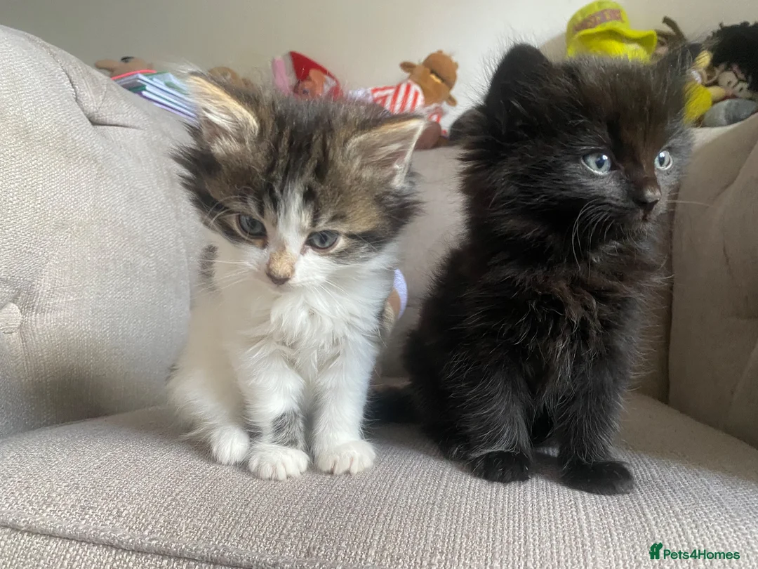 Mixed Breed cats for sale: Four beautiful kittens  in Swansea - Advert 2