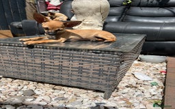 Chihuahua dogs for sale: Short hair white chihuahua & deer head chihuahua  - Image 31