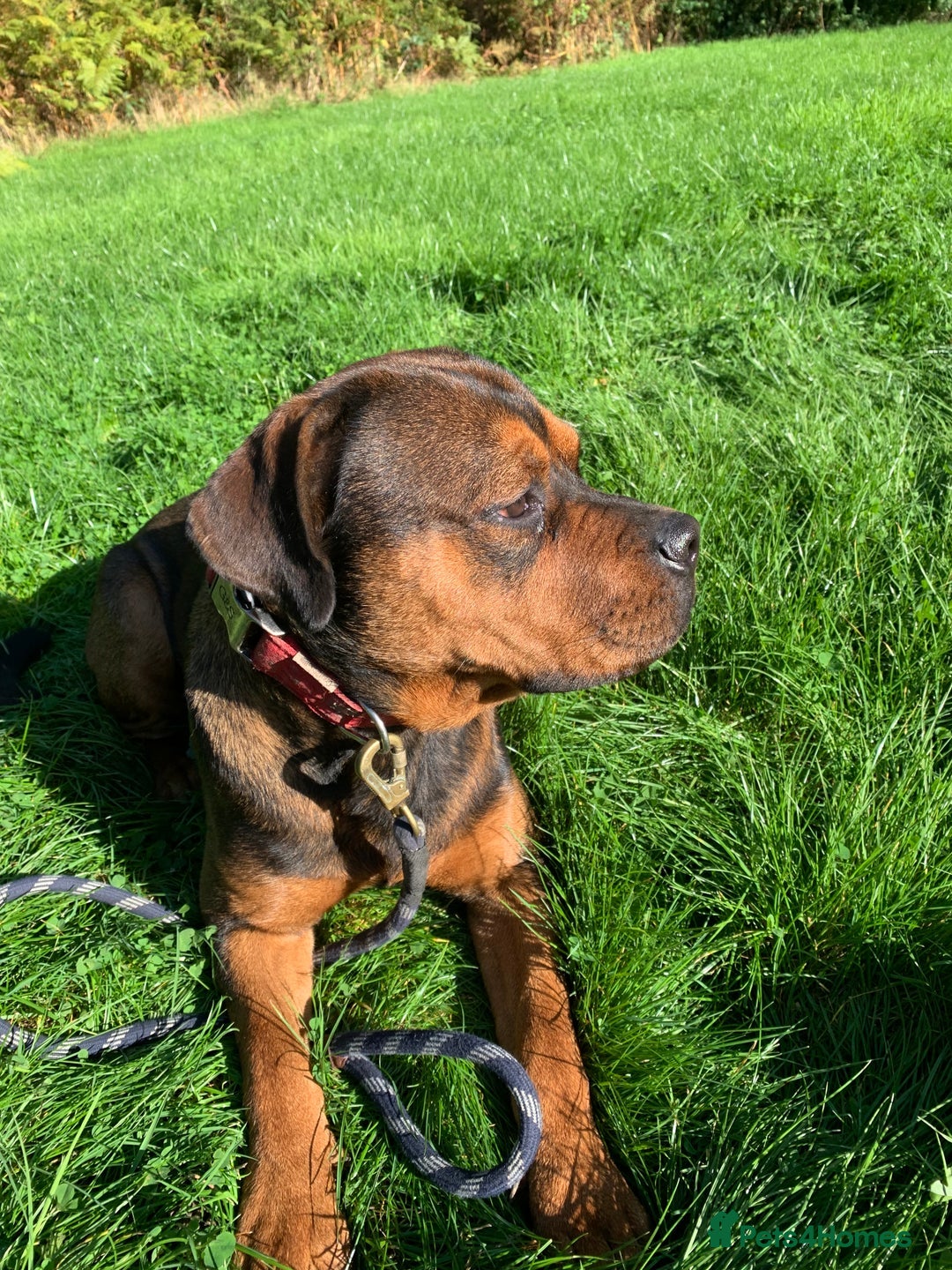 Mixed Breed dogs for sale: 10 month old rottweiler x  - Image 6