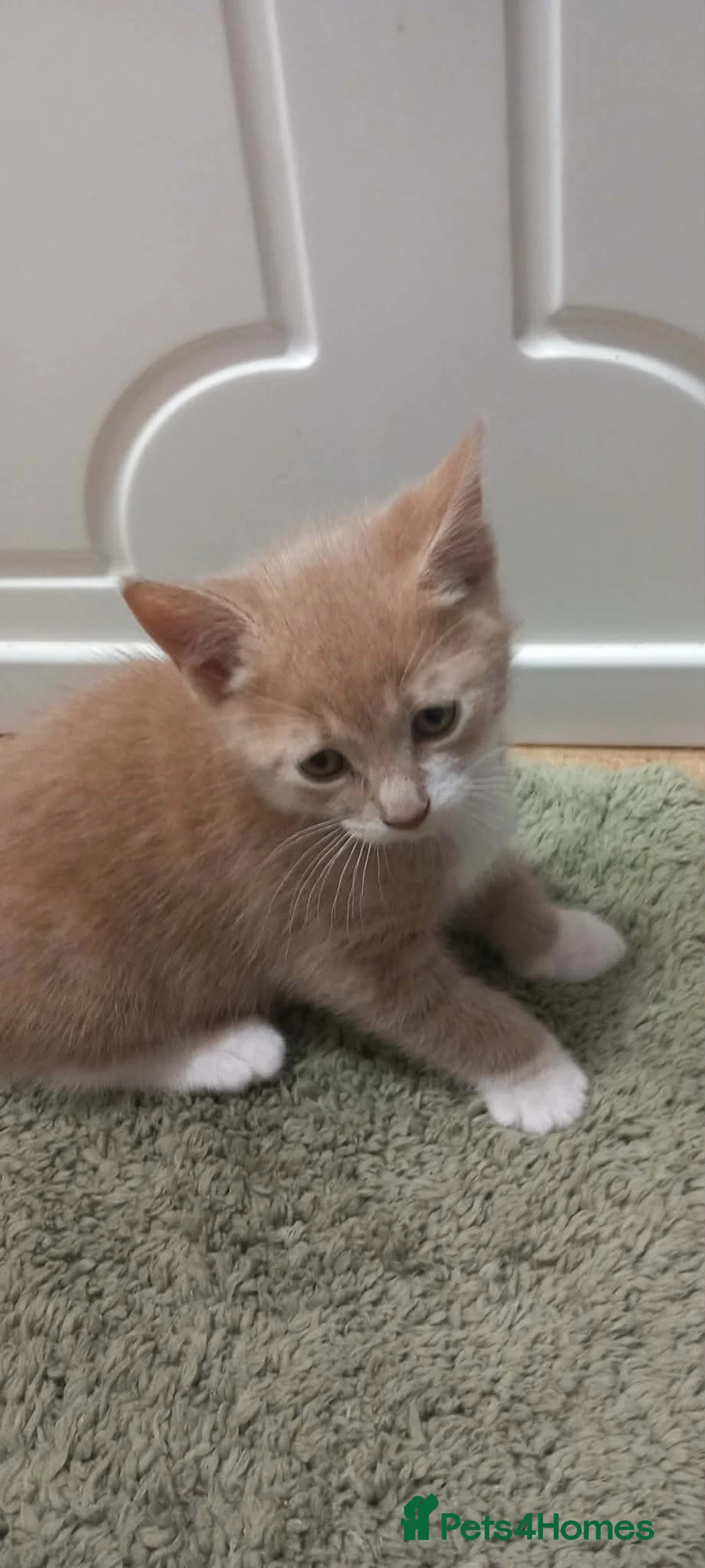 Mixed Breed cats for sale: Kitten  - Advert 2