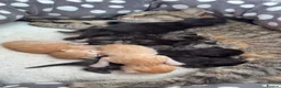 Mixed Breed cats for sale: Beautiful mixed bread kittens. 🧡🤎🖤 - Advert 10