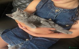 British Shorthair cats for sale: Very affectionate little girl heath tested BSH - Image 7