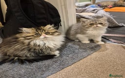 Exotic cats for sale: Exotic longhair and short hair kittens  - Image 18