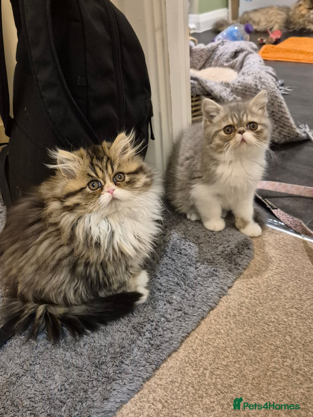 Exotic cats for sale: Exotic longhair and short hair kittens  - Image 18