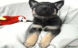 German Shepherd dogs for sale: BEAUTIFUL SABLE GERMAN SHEPHERD PUPS - Image 22