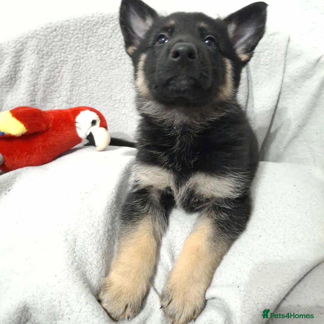 German Shepherd dogs for sale: BEAUTIFUL SABLE GERMAN SHEPHERD PUPS - Image 22