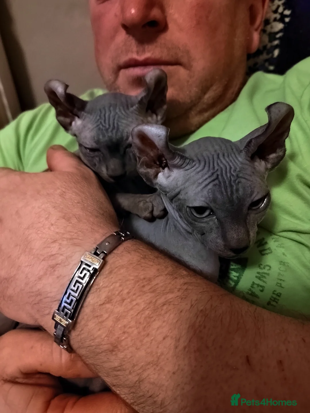 Sphynx cats for sale: Pair of Silver-Blue Elf Sphynx  - Advert 2