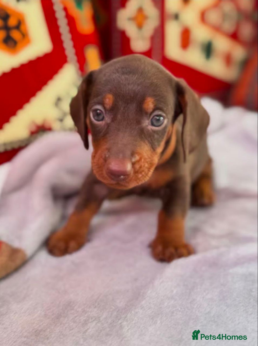 Miniature Dachshund dogs for sale: Beautiful Miniature Dachshund Puppies  - Image 4