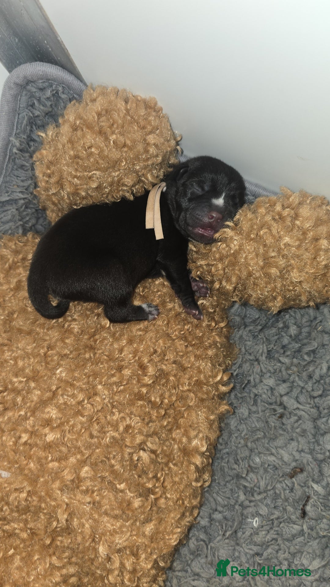 Mixed Breed dogs for sale: Chaffy puppies - Image 2