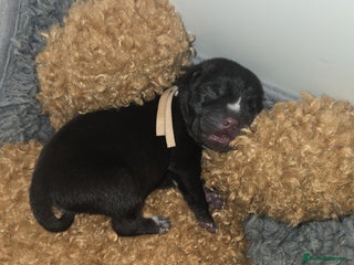 Mixed Breed dogs - Advert 8