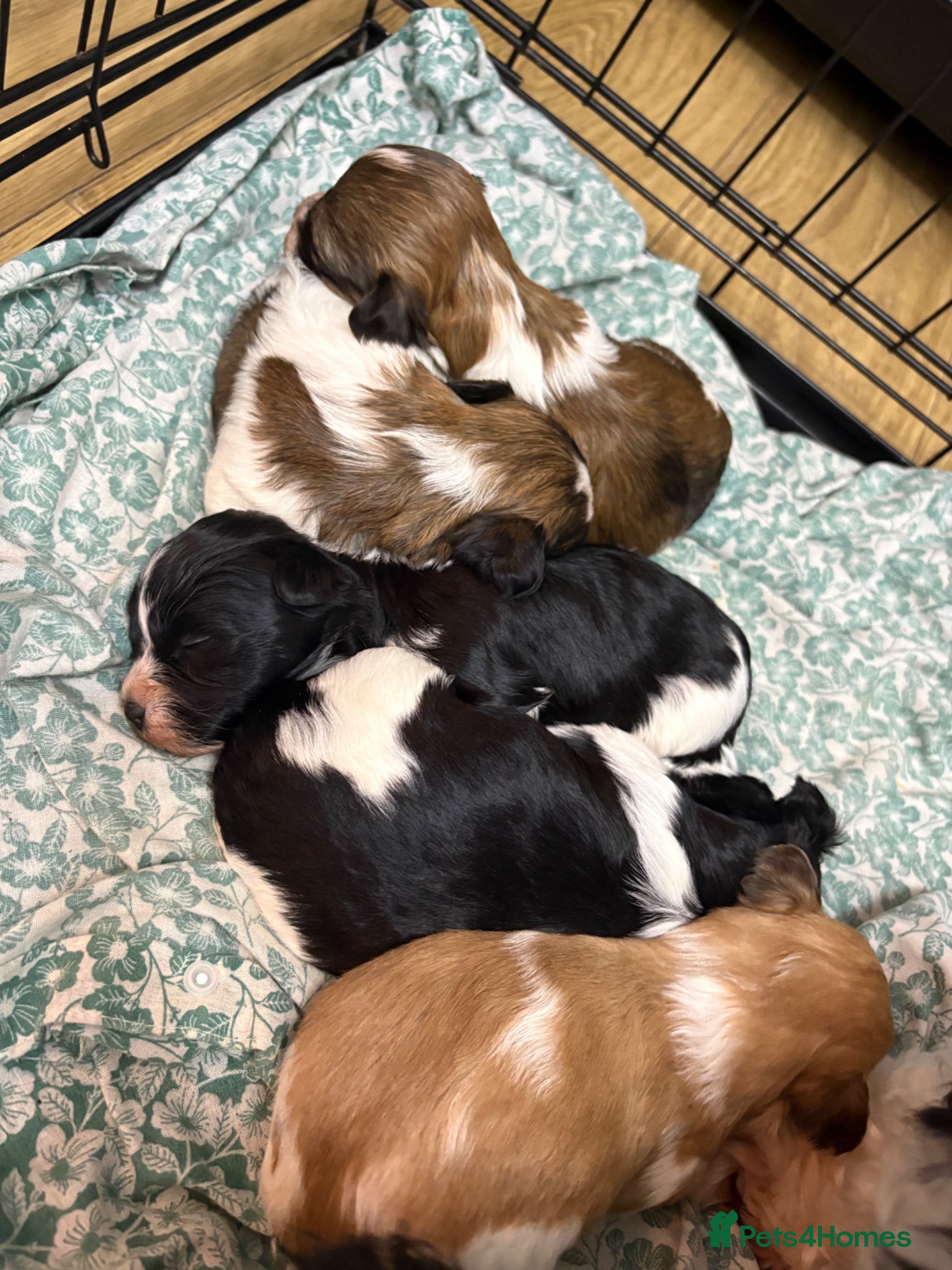 Havanese dogs Beautiful KC Registered Havanese Puppies - Advert 1