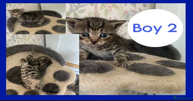 Mixed Breed cats - Advert 9