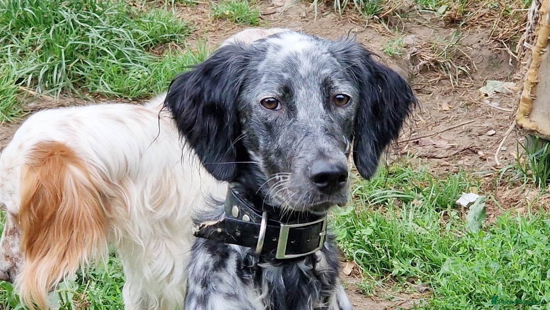 English Setter dogs for adoption: Dharma - Image 6