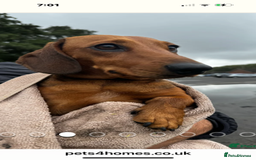 Miniature Dachshund dogs for sale: Adorable KC Reg smooth coated mini Dachshunds - Image 3