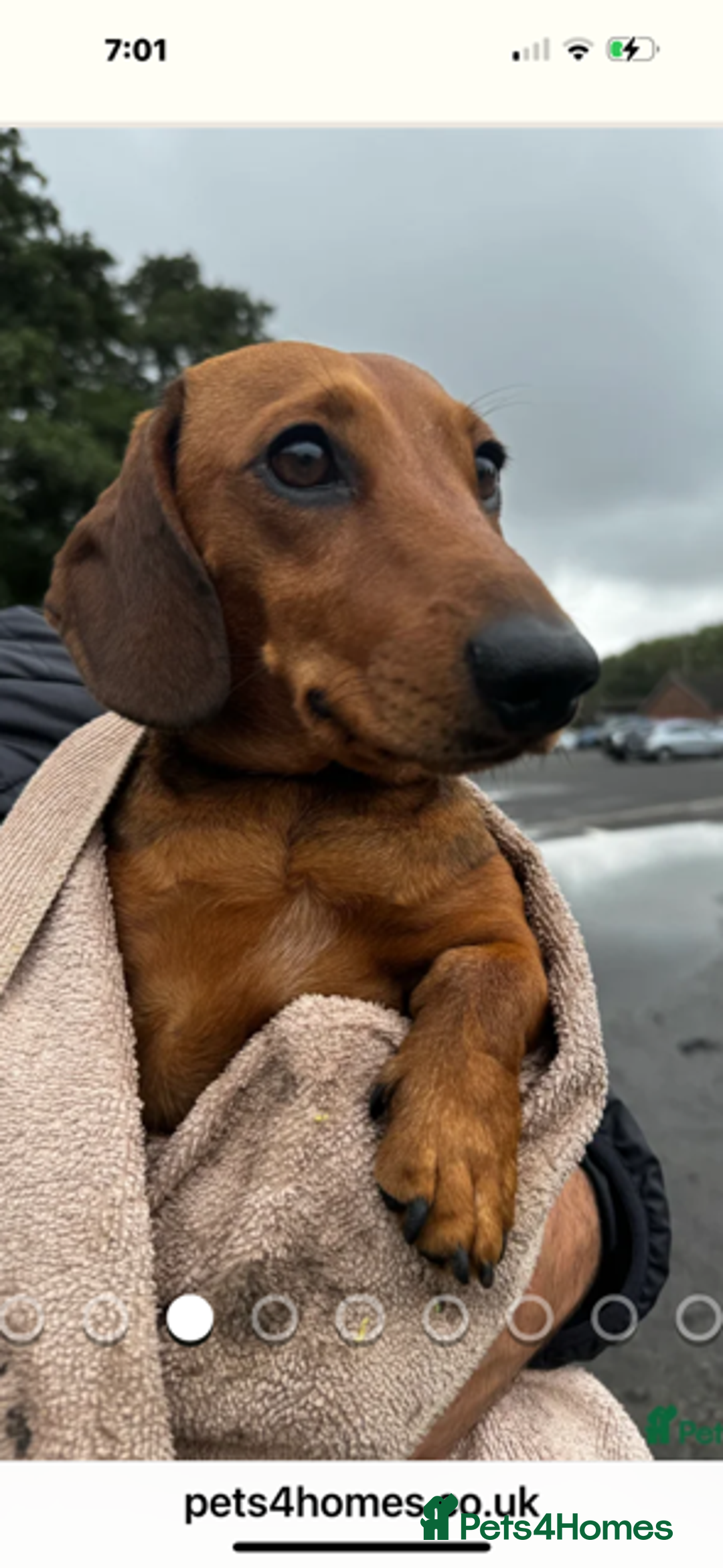 Miniature Dachshund dogs for sale: Adorable KC Reg smooth coated mini Dachshunds - Image 3