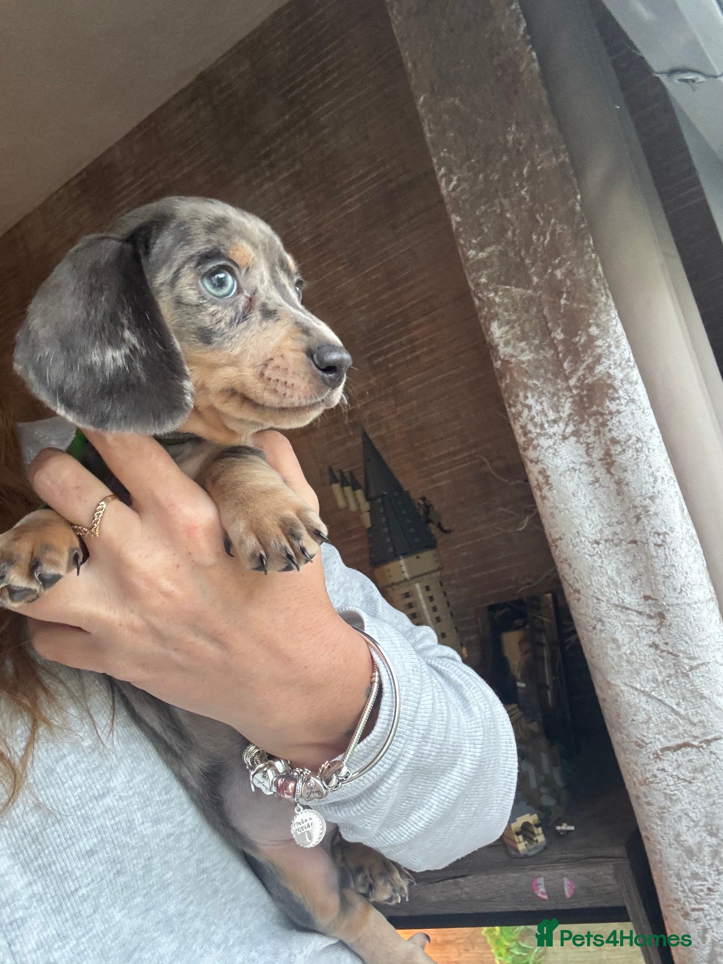 Miniature Dachshund dogs Miniature dachshund puppies  - Advert 15